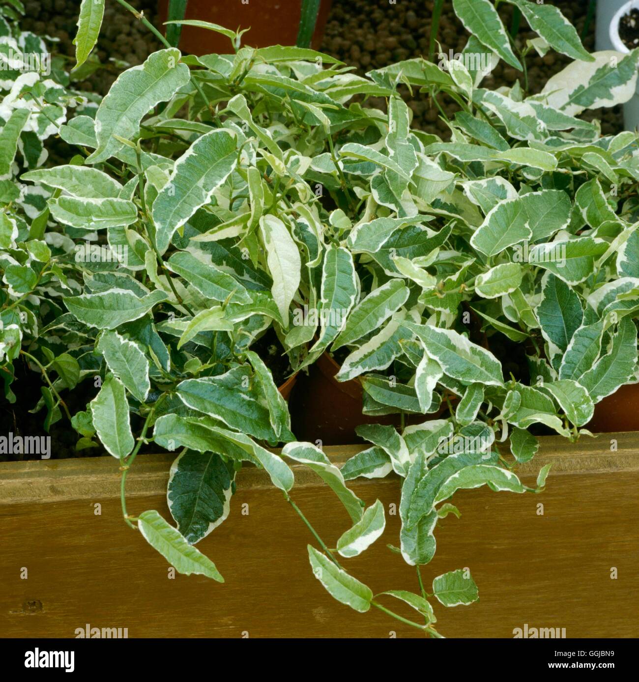 Ficus sagittata - `Variegata HPS054054 Stock Photo - Alamy